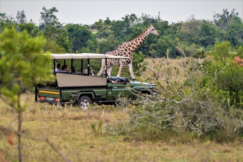 Halaal big 5 luxury safari South Africa