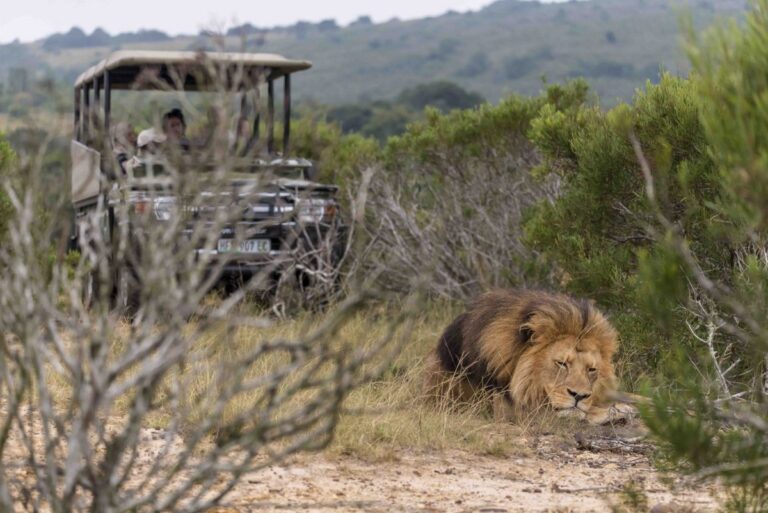 Guests on a day visit game drive