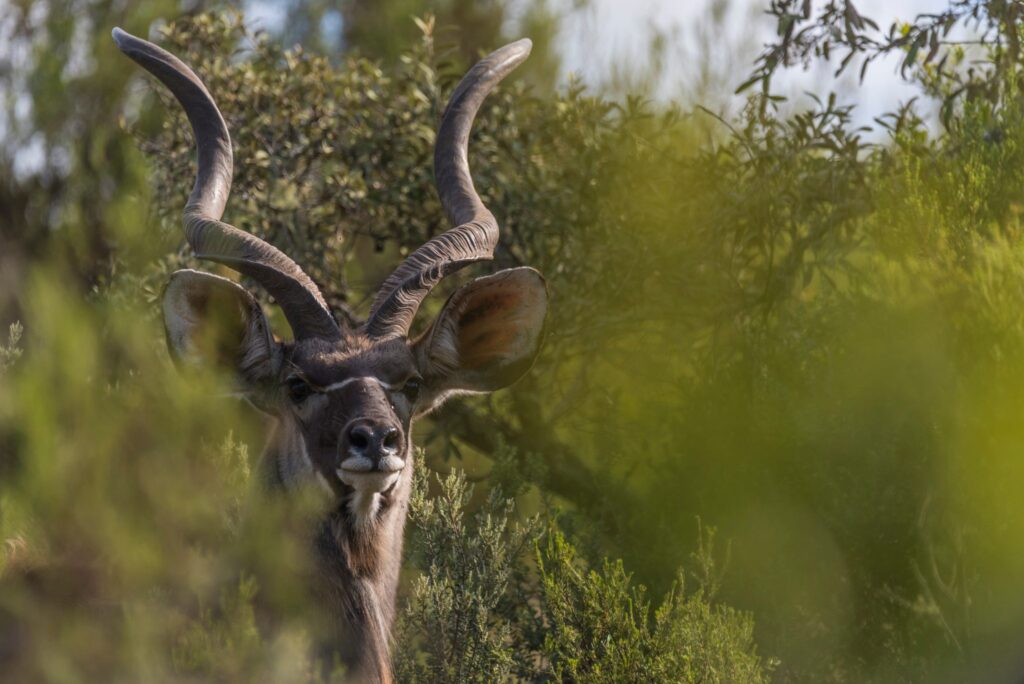 Kudu in the bush at Kwantu Private Game Reserve