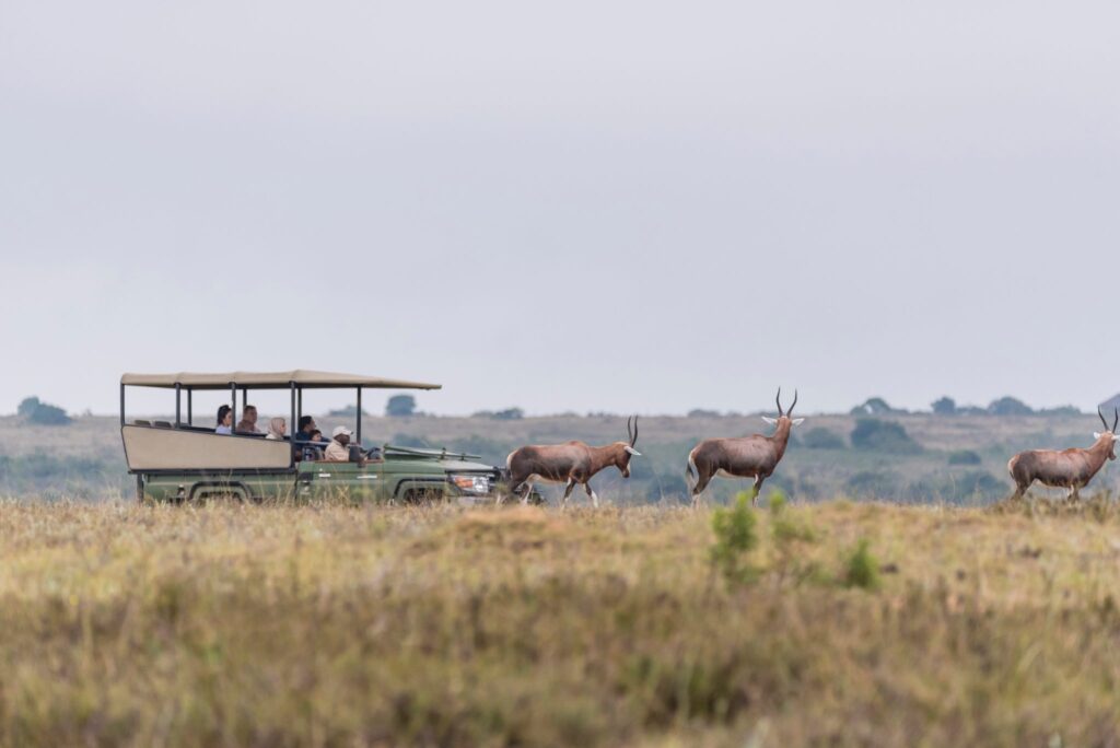 Game drive at Kwantu