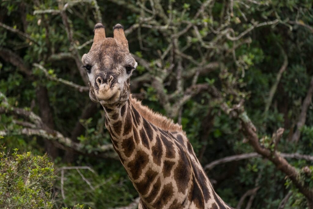 Giraffe in the bush at Kwantu