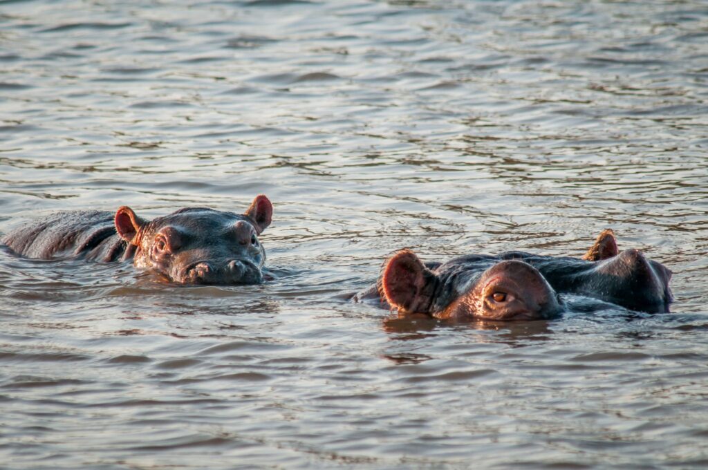 Hippo with her calf at Kwantu Private Game Reserve