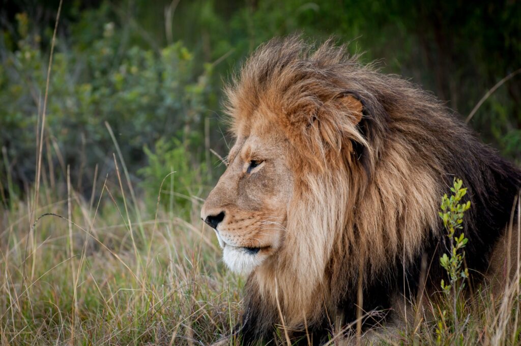 Lion resting in the grass at Kwantu, a Big 5 reserve